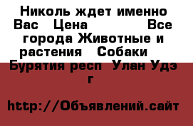 Николь ждет именно Вас › Цена ­ 25 000 - Все города Животные и растения » Собаки   . Бурятия респ.,Улан-Удэ г.